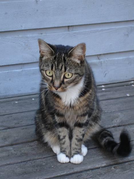 Huskat Cabella billede 1