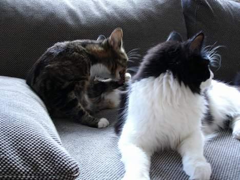 Huskat Cabella - Ork nu stjal Nala billedet igen..... *S* billede 2