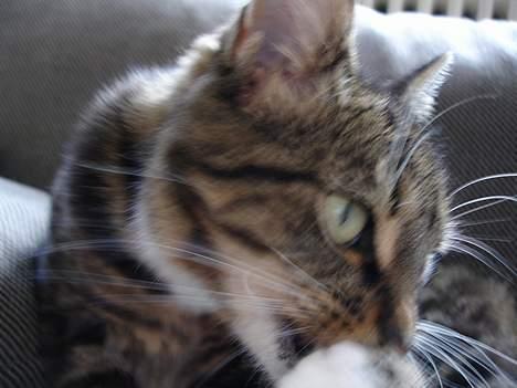 Huskat Cabella billede 3