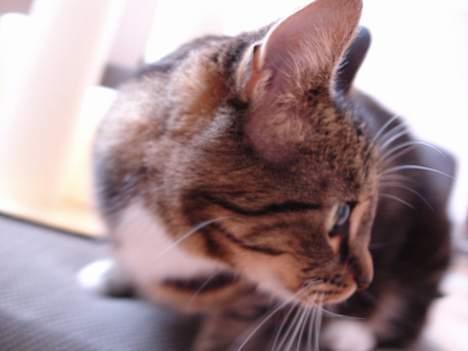 Huskat Cabella billede 4