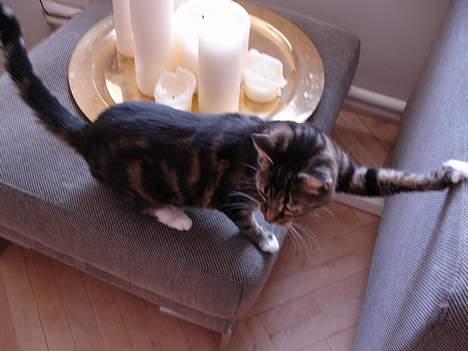 Huskat Cabella - Jeg ved godt jeg ikke må....... ups fanget af kameraet....... billede 5