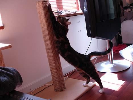 Huskat Cabella - Ikke noget bedre end at få strukket ryggen... Det sparer også en kiropraktor-regning... billede 6