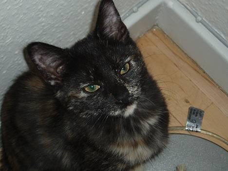 Blanding af racer Kiwi - hvorfor kigger i sådan på mig? :D billede 13