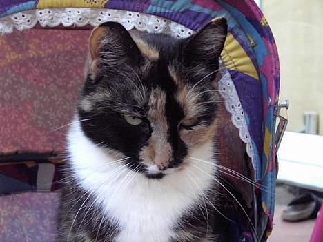 Blanding af racer Mille - Mille som sider i en barnevogn...heh.... billede 1