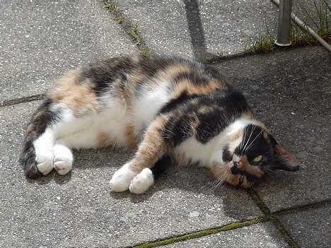 Blanding af racer Mille - Prøver lige at vise sig...var... billede 2