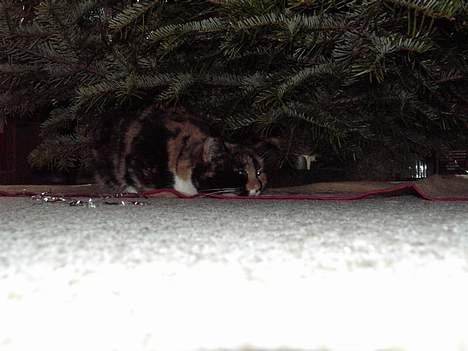 Blanding af racer Mille - blev lige lidt træt... billede 3