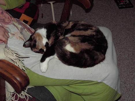 Blanding af racer Mille - er så træt... billede 4