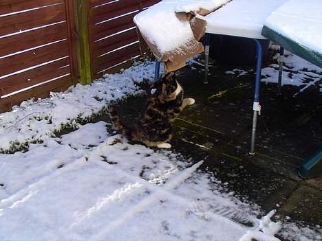 Blanding af racer Mille - se jeg kan stå på to ben... billede 5