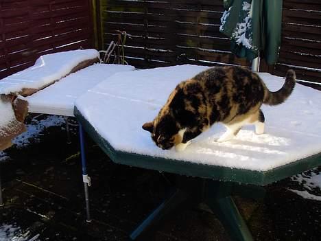 Blanding af racer Mille - mistænkeligt bord billede 6