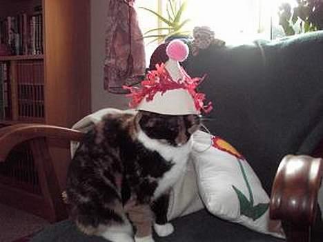 Blanding af racer Mille - godt nytår! billede 7