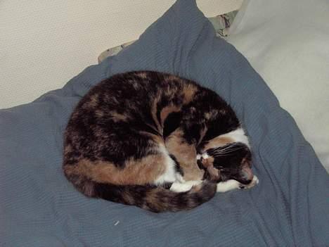 Blanding af racer Mille - GOD seng... billede 8