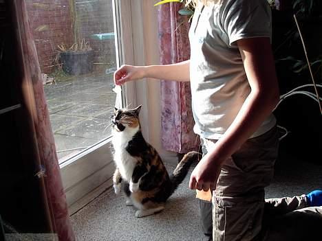 Blanding af racer Mille - gi mig såå det mad... billede 9