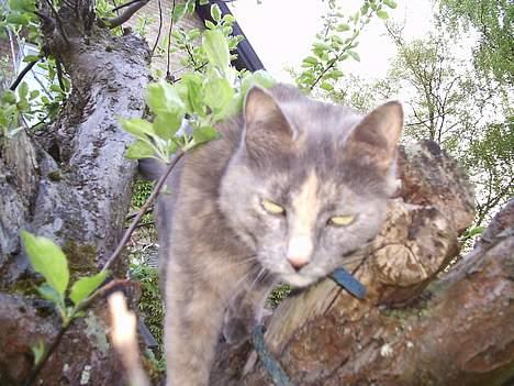 Blanding af racer Snip - halløj! billede 1