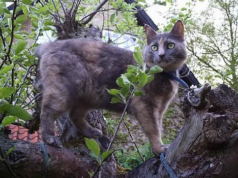 Blanding af racer Snip - kattenes dronning billede 2