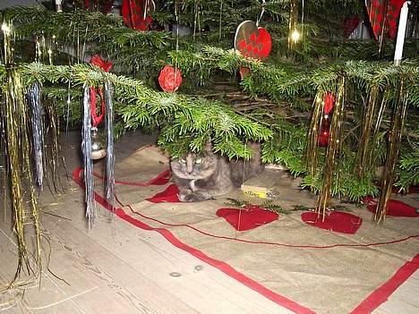 Blanding af racer Snip - hvad sker der her?  billede 3