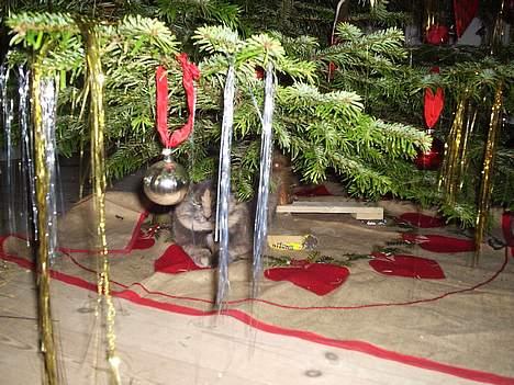 Blanding af racer Snip - er der mon noget til mig ? billede 4