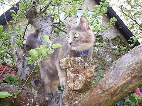 Blanding af racer Snip - halløj billede 5