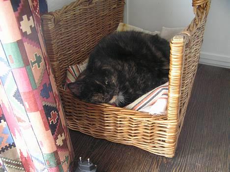 Blanding af racer Mokka - Moksen tager sig en slapper :P billede 1