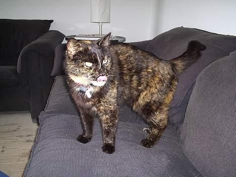 Blanding af racer Mokka - den ligner lidt en killing her synes jeg... billede 2