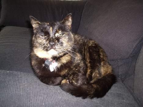 Blanding af racer Mokka billede 3