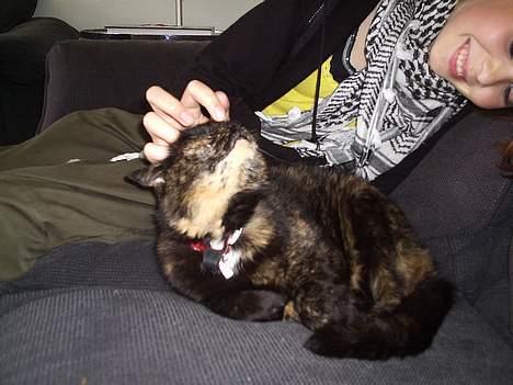 Blanding af racer Mokka billede 4