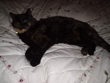 Blanding af racer Mokka billede 5