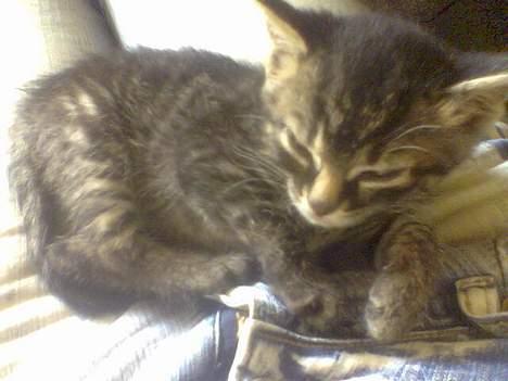 Blanding af racer Tiger (Killa) billede 1