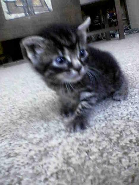 Blanding af racer Tiger (Killa) billede 2