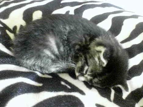 Blanding af racer Tiger (Killa) billede 3