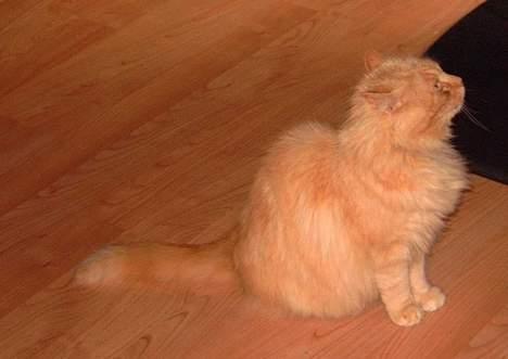 Blanding af racer Asterix - Hallo? Jeg sidder hernede... billede 1