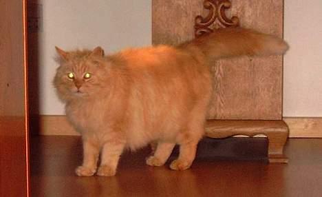 Blanding af racer Asterix - Hmm.. Mon de har opdaget mig..? billede 2