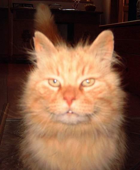 Blanding af racer Asterix - *BØH!!* billede 3