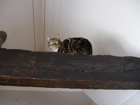 Huskat Cabella billede 7