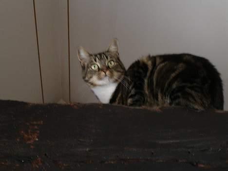 Huskat Cabella billede 8