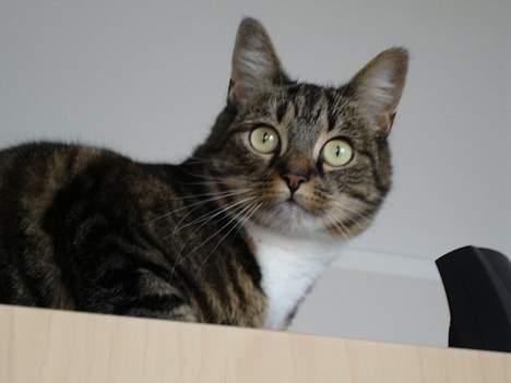 Huskat Cabella billede 9