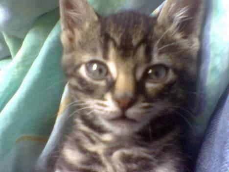 Blanding af racer Tiger (Killa) billede 4