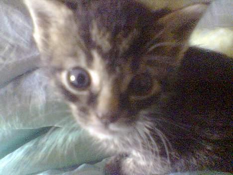 Blanding af racer Tiger (Killa) billede 5