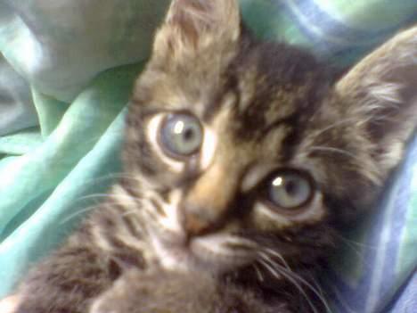 Blanding af racer Tiger (Killa) billede 6