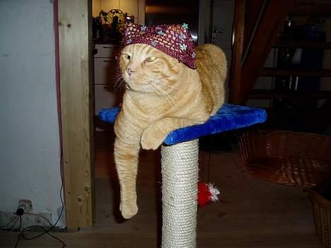 Blanding af racer Felix - Det her e livet ren afslapning  billede 2