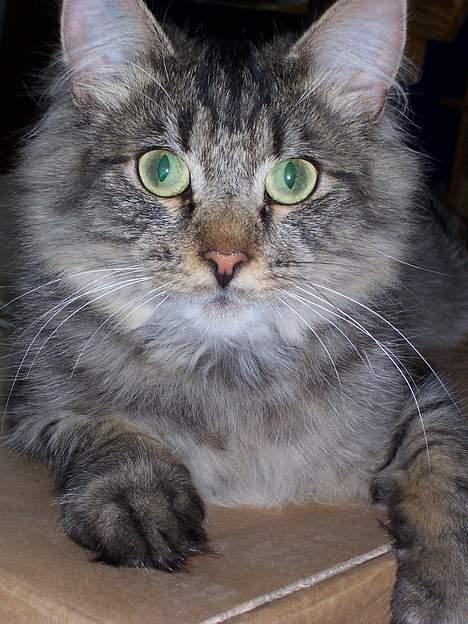 Blanding af racer Mally- billede 3