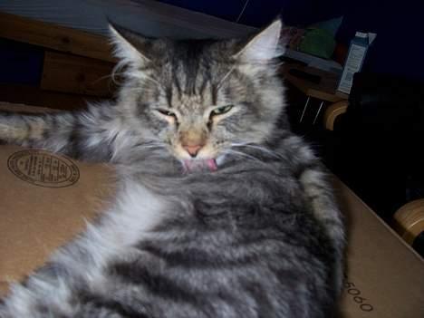 Blanding af racer Mally- billede 8