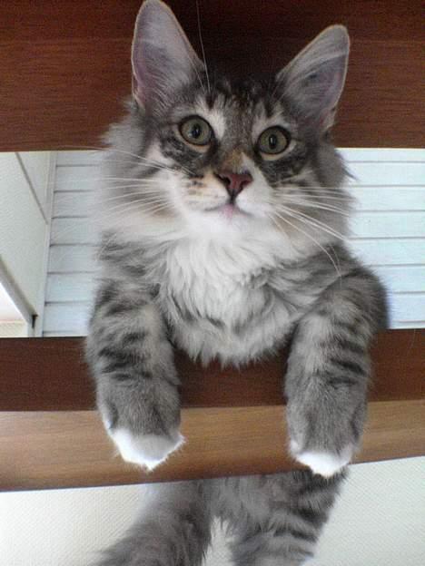 Norsk Skovkat FELIX - ja her ligger jeg så og har udsigt til hoveddøren. kan man være hurtig så tager man turen ud i det fine vejr.... billede 1