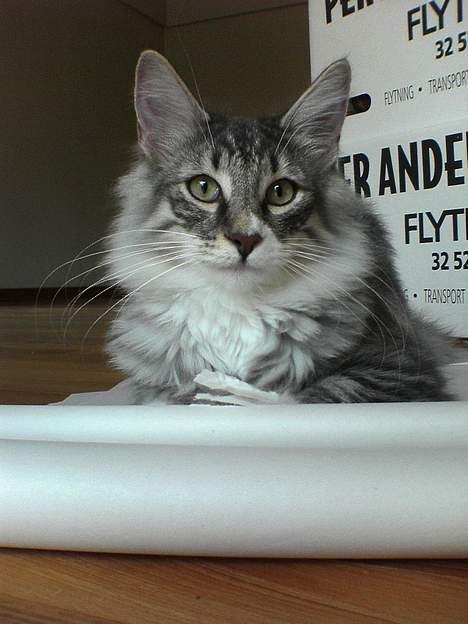 Norsk Skovkat FELIX - jaa tag nu et godt profil billed af mig.... billede 2