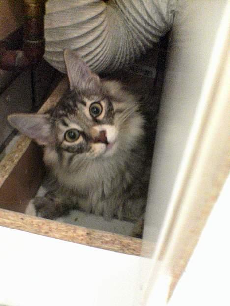 Norsk Skovkat FELIX - hov. der faldt du mig. ja når muligheden er der, så gemmer man sig godt under skadene. billede 3