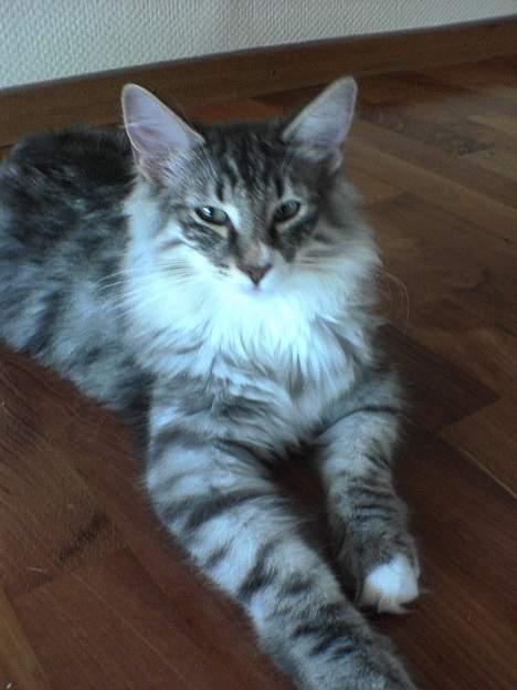 Norsk Skovkat FELIX billede 4