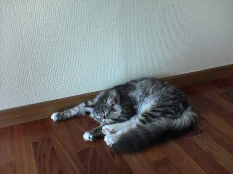 Norsk Skovkat FELIX - nå man er træt, så skal man også bare have lov til at flade ud...*SS* billede 5