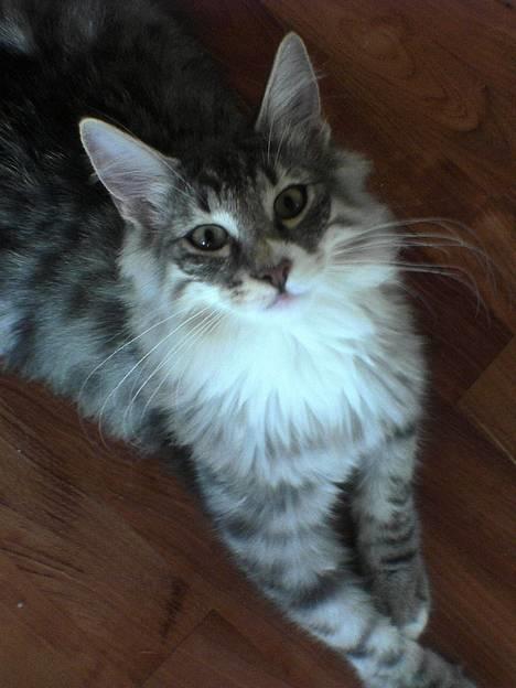 Norsk Skovkat FELIX - tit tit... jeg er da sød at se på... billede 6