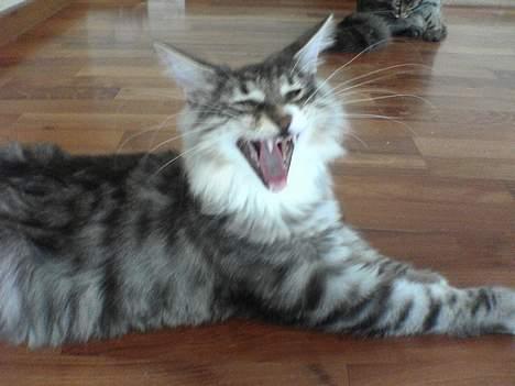 Norsk Skovkat FELIX - gab mand hvor du bare keder mig..... billede 7