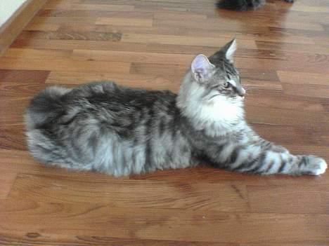 Norsk Skovkat FELIX - se hvor flot jeg er .... billede 8