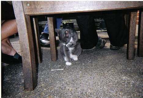 Blanding af racer Totti - totti vasker sig...  billede 3